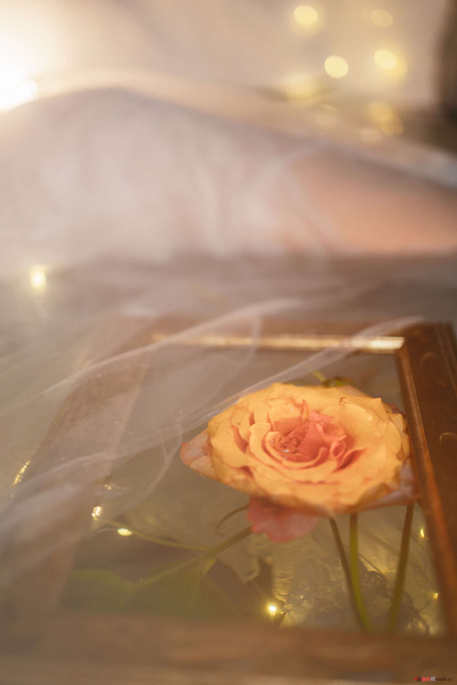 https://www.lss77.com/wp-content/uploads/2023/01/1673951563-84eb13cfed01764-1600x2400.jpg