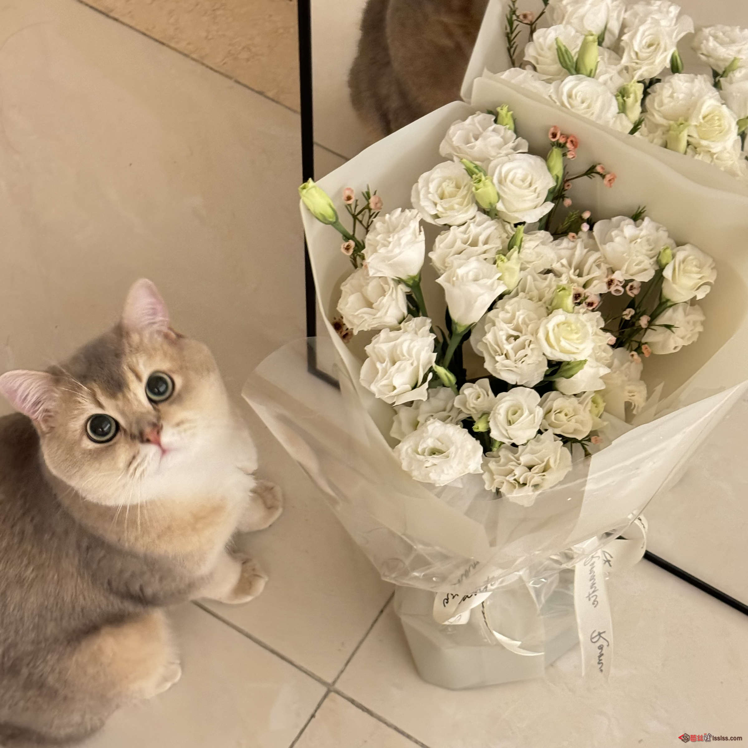https://www.lss77.com/wp-content/uploads/2024/05/1716059218-a8abb4bb284b5b2.jpg