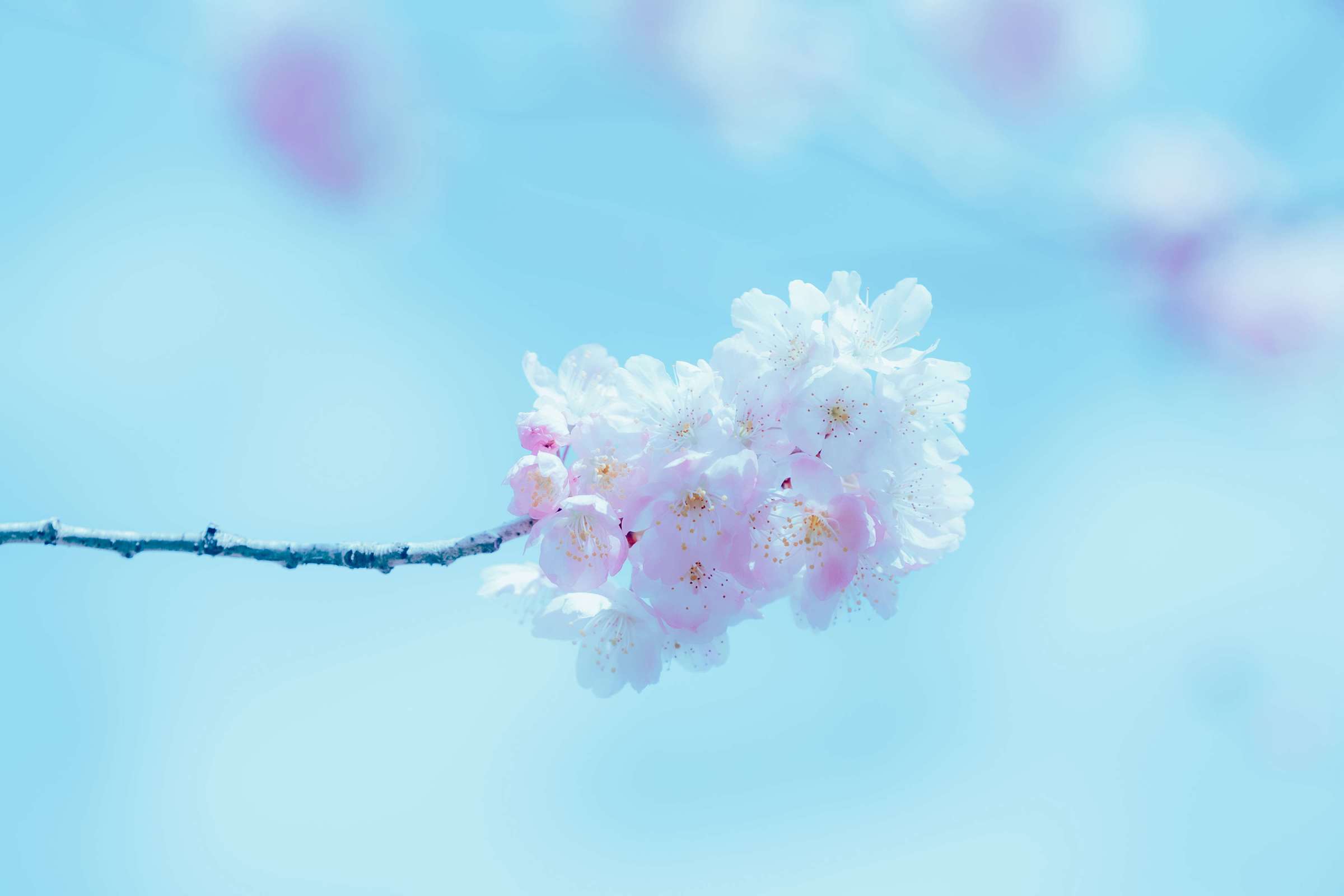 https://www.lss77.com/wp-content/uploads/2024/10/1730271396-4de53ff826398b4-2400x1600.jpg